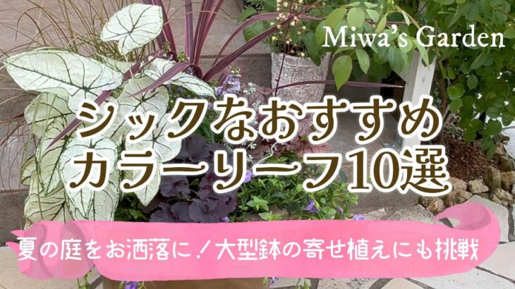 【ガーデニング＊シックなカラーリーフ10選】全部おすすめしたいくらい！おしゃれで素敵！リーフの寄せ植えにも挑戦/gardening/colorleaf