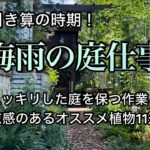 【スッキリした庭を保つ/引き算の庭作業】【涼感のある植物11選】