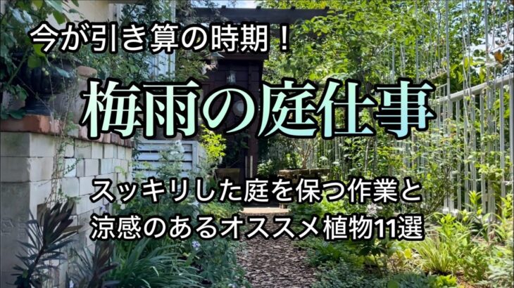 【スッキリした庭を保つ/引き算の庭作業】【涼感のある植物11選】