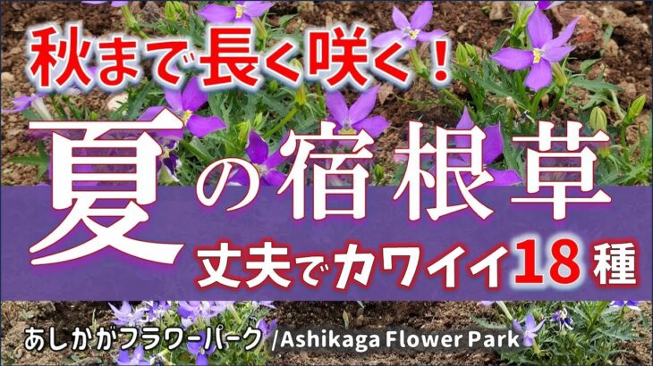 【ガーデニング】秋まで長く咲く！丈夫でカワイイ夏の宿根草18種の紹介！あしかがフラワーパーク！園芸のプロから学ぶ！【栃木県足利市】Gardening