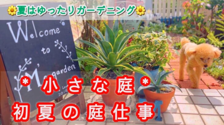 【初夏の庭】少しのお手入れでスッキリ見せる/7月に咲く花11種/ウンベラータ剪定記録/庭の花をドライフラワーに/種取りといちごの株分け