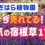 【ガーデニング】おぎはら植物園！7月の今本当に売れてる人気の宿根草17選を紹介！Gardeninng ・あしかがフラワーパーク・代々木公園・中之条ガーデンズ・服部ファームガーデン・花菜ガーデン