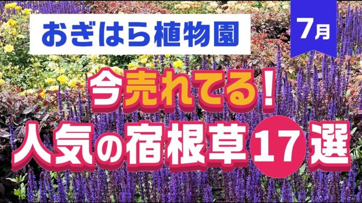 【ガーデニング】おぎはら植物園！7月の今本当に売れてる人気の宿根草17選を紹介！Gardeninng ・あしかがフラワーパーク・代々木公園・中之条ガーデンズ・服部ファームガーデン・花菜ガーデン