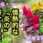 【夏の寄せ植え】４種類の購入苗で作る情熱的な炎の寄せ植え作り動画です。とても簡単に仕上がります。#ガーデニング #flowers #園芸 #寄せ植え