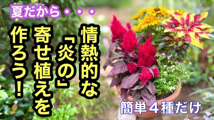 【夏の寄せ植え】４種類の購入苗で作る情熱的な炎の寄せ植え作り動画です。とても簡単に仕上がります。#ガーデニング #flowers #園芸 #寄せ植え