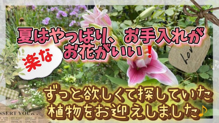 【ガーデニング】７月のお庭　お手入れが楽なお花　ずっと欲しく探していた植物をお迎え