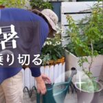 【小さな庭】真夏のガーデニングvlog 暑くてもお花が見たい😁 #gardening    #園芸