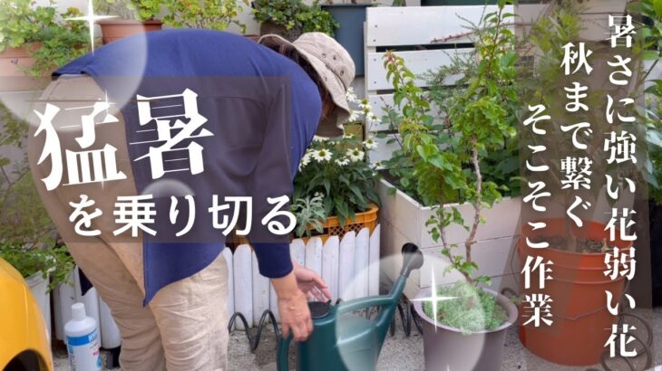 【小さな庭】真夏のガーデニングvlog 暑くてもお花が見たい😁 #gardening    #園芸