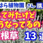 【ガーデニング】おぎはら植物園購入品！植えてみてどうした？どうなってる？と思った宿根草13選の紹介！あしかがフラワーパーク・代々木公園・中之条ガーデンズ・gardening