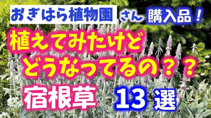 【ガーデニング】おぎはら植物園購入品！植えてみてどうした？どうなってる？と思った宿根草13選の紹介！あしかがフラワーパーク・代々木公園・中之条ガーデンズ・gardening