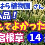 【ガーデニング】おぎはら植物園購入品！植えてよかった宿根草14選の紹介！あしかがフラワーパーク・代々木公園・中之条ガーデンズ・花菜ガーデン・gardening