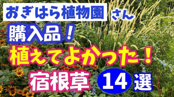 【ガーデニング】おぎはら植物園購入品！植えてよかった宿根草14選の紹介！あしかがフラワーパーク・代々木公園・中之条ガーデンズ・花菜ガーデン・gardening