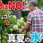 【もう枯れない！】ちょっとしたコツで植物が喜ぶ！酷暑真っ只中の水やり方法を徹底解説！【お庭】【植物】