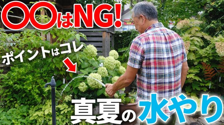 【もう枯れない！】ちょっとしたコツで植物が喜ぶ！酷暑真っ只中の水やり方法を徹底解説！【お庭】【植物】