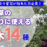 《人気の低木１年育てた結果》1年後リポート９種／新たにお迎えした低木５種／宿根草の代わりに使えるオシャレで丈夫な低木／人気の矮性品種／