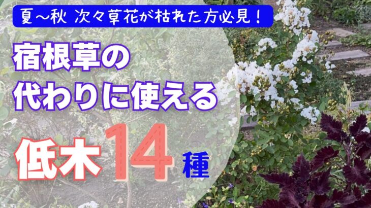 《人気の低木１年育てた結果》1年後リポート９種／新たにお迎えした低木５種／宿根草の代わりに使えるオシャレで丈夫な低木／人気の矮性品種／