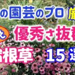 【ガーデニング】秋植え宿根草厳選！８人の園芸のプロから学ぶ！丈夫で優秀さ抜群な宿根草15選の紹介！代々木公園・中之条ガーデンズ・服部ファームガーデン・Gardening