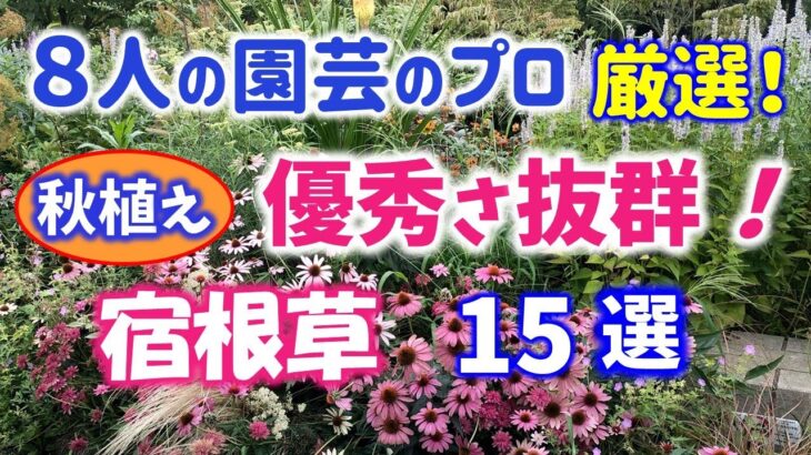 【ガーデニング】秋植え宿根草厳選！８人の園芸のプロから学ぶ！丈夫で優秀さ抜群な宿根草15選の紹介！代々木公園・中之条ガーデンズ・服部ファームガーデン・Gardening