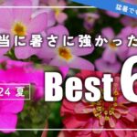 【最強を決定！】2024夏育てて良かった花6選・育て方のポイントを紹介【40℃を耐えた】