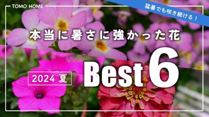 【最強を決定！】2024夏育てて良かった花6選・育て方のポイントを紹介【40℃を耐えた】