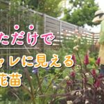 買っただけで秋っぽくおしゃれに見える花に出会ってしまった…！｜秋苗5選＆衝動買い｜小さな庭のガーデニング