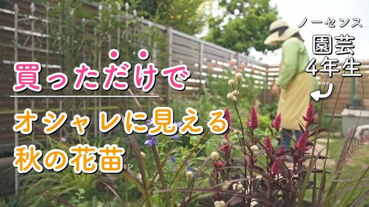 買っただけで秋っぽくおしゃれに見える花に出会ってしまった…！｜秋苗5選＆衝動買い｜小さな庭のガーデニング