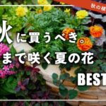 【オススメ7選！】秋にピッタリ！冬まで咲く夏の花を紹介【秋の花】