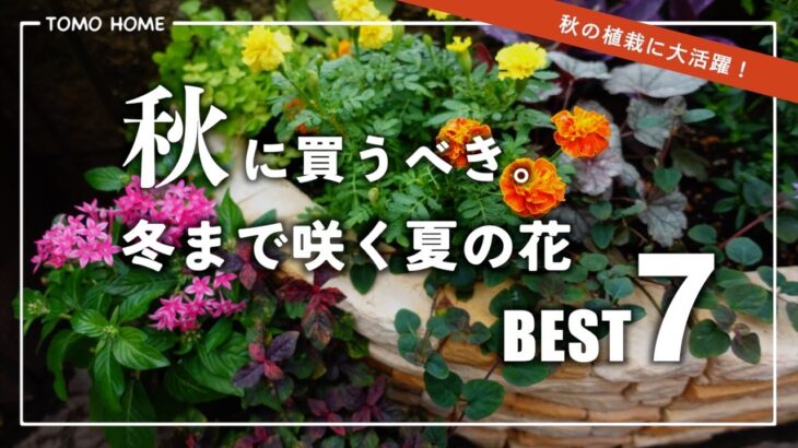 【オススメ7選！】秋にピッタリ！冬まで咲く夏の花を紹介【秋の花】