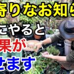 【迷ってる方】9月に入ったらやるべき園芸作業教えます　　　　　　　　【カーメン君】【園芸】【ガーデニング】【初心者】