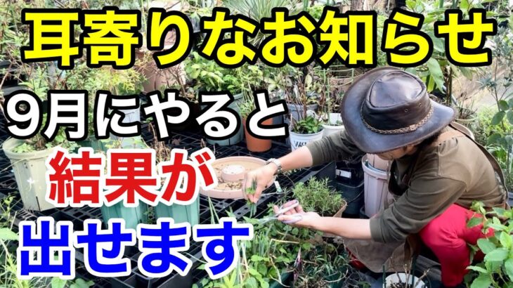 【迷ってる方】9月に入ったらやるべき園芸作業教えます　　　　　　　　【カーメン君】【園芸】【ガーデニング】【初心者】