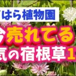 【ガーデニング】おぎはら植物園！秋植え！9月の今本当に売れてる人気の宿根草17選を紹介！Gardeninng ・あしかがフラワーパーク・代々木公園・中之条ガーデンズ