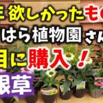 【ガーデニング】秋植え用を早めに購入！おぎはら植物園さんで今年本当に欲しかった宿根草の購入苗紹介！あしかがフラワーパーク・代々木公園・中之条ガーデンズ・gardening