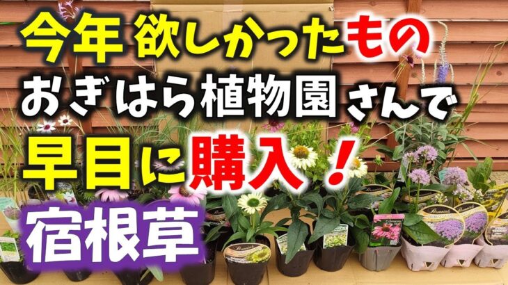 【ガーデニング】秋植え用を早めに購入！おぎはら植物園さんで今年本当に欲しかった宿根草の購入苗紹介！あしかがフラワーパーク・代々木公園・中之条ガーデンズ・gardening