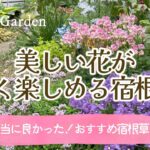 【ガーデニング＊おすすめ宿根草🌺】植えて良かった！おしゃれで花期が長い美しい宿根草・多年草10選/素敵な庭づくり