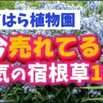 【ガーデニング】おぎはら植物園！秋植え！10月の今本当に売れてる人気の宿根草18選を紹介！あしかがフラワーパーク・代々木公園・中之条ガーデンズ・服部ファームガーデン・花菜ガーデン