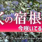 【ガーデニング】秋めいてきた今咲いてる宿根草18種の紹介！９月30日の最新の様子を紹介！あしかがフラワーパーク！園芸のプロから学ぶ！【栃木県足利市】Gardening