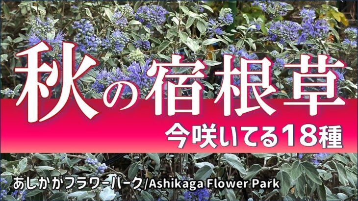 【ガーデニング】秋めいてきた今咲いてる宿根草18種の紹介！９月30日の最新の様子を紹介！あしかがフラワーパーク！園芸のプロから学ぶ！【栃木県足利市】Gardening