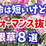 【ガーデニング】秋に植えたい！寿命は短いけど抜群の花のパフォーマンス！宿根草8選17種の紹介！あしかがフラワーパーク・代々木公園・中之条ガーデンズ・花菜ガーデン・gardening