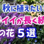 【ガーデニング】園芸店でも続々入荷！カワイイが長く続く！秋に植えたいPWの花５選の紹介！PWディスプレイガーデン・ハクサン・あしかがフラワーパーク・中之条ガーデンズ・ Gardening