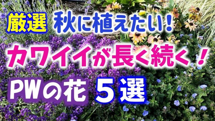 【ガーデニング】園芸店でも続々入荷！カワイイが長く続く！秋に植えたいPWの花５選の紹介！PWディスプレイガーデン・ハクサン・あしかがフラワーパーク・中之条ガーデンズ・ Gardening