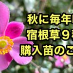 【秋のガーデニング】毎年咲く強い宿根草たちと新しく仲間入りした秋の花々をご紹介します。#ガーデニング #flowers #gardening #宿根草