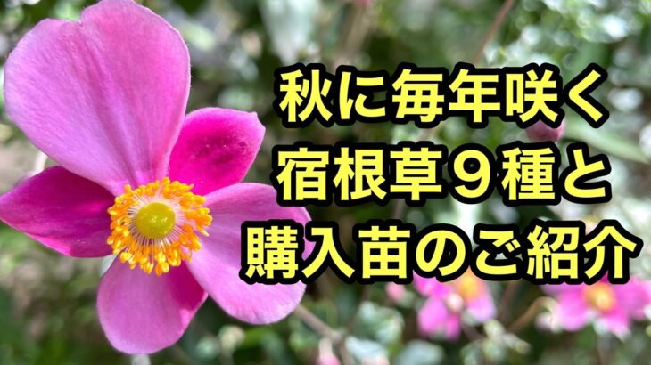 【秋のガーデニング】毎年咲く強い宿根草たちと新しく仲間入りした秋の花々をご紹介します。#ガーデニング #flowers #gardening #宿根草