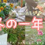 【ガーデニング】ガーデンコーディネーターが購入する植物の種類と鉢をご紹介します(お値段も公開)！寒くなってもお洒落なお庭ならずっといたい♪