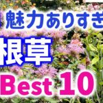 【ガーデニング】勝手に選抜！心わしづかみ・魅力ありすぎの宿根草ベスト10の紹介！園芸のプロから学ぶ！あしかがフラワーパーク・代々木公園・中之条ガーデンズ・服部ファームガーデン・gardening