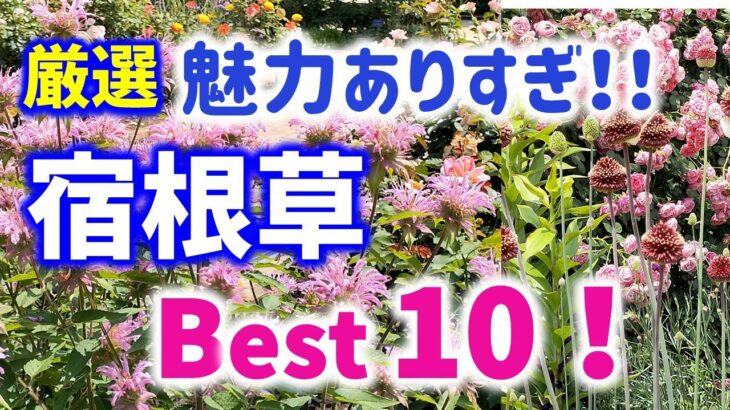 【ガーデニング】勝手に選抜！心わしづかみ・魅力ありすぎの宿根草ベスト10の紹介！園芸のプロから学ぶ！あしかがフラワーパーク・代々木公園・中之条ガーデンズ・服部ファームガーデン・gardening