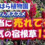 【おぎはら植物園のプロ直伝】店長さんオススメの本当に人気の売れてる宿根草13選を紹介！あしかがフラワーパーク・代々木公園・中之条ガーデンズ・はままつフラワーパーク・花菜ガーデン・gardening