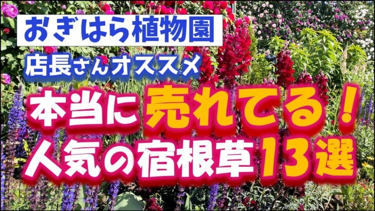 【おぎはら植物園のプロ直伝】店長さんオススメの本当に人気の売れてる宿根草13選を紹介！あしかがフラワーパーク・代々木公園・中之条ガーデンズ・はままつフラワーパーク・花菜ガーデン・gardening