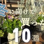 【ガーデニング】おしゃれ庭を目指す玄関前花壇に植える冬の購入苗紹介🌷【看護師の暮らし】