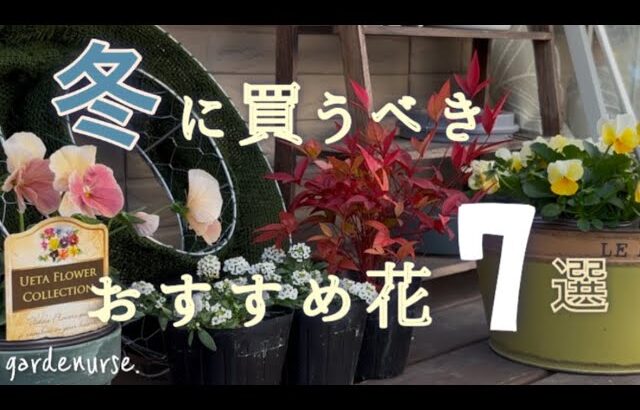 【ガーデニング】おしゃれ庭・玄関に飾りたい追加購入した花紹介🌱ベランダガーデニング🌷【看護師の暮らし】