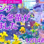 【ガーデニング】🎄 暮れの駆け込み庭作業・植えた苗が大ピンチ・一度は行きたい園芸店・１２月４週目の庭皆様お世話になりました